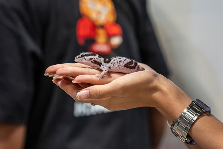 A gecko on people's hand. It's a popular pet in Thailand.の写真素材