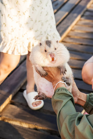 Bamboo rat is a rodent that lives underground or in tree holes. It has large front teeth.の写真素材