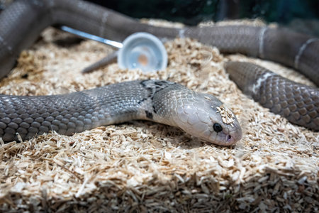 Snake in the acrylic cabinet. It's a popular pet in Thailand.