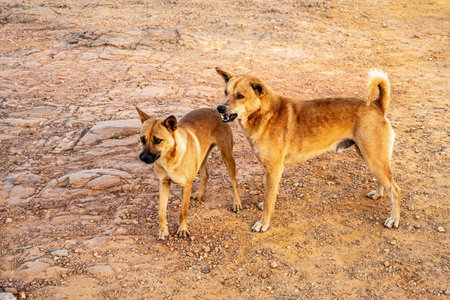 Two dogs are playing with each other.