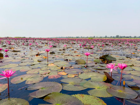 Expansive view of the Red Lotus Field Don Lanaam Chaiyaphum during sunrise with thousands of blooming pink lotus covering the calm water surface.の写真素材