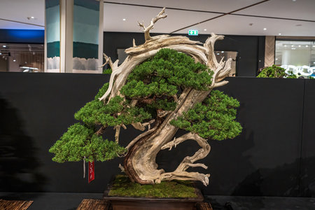 A potted bonsai tree. A strikingly beautiful bonsai tree decorated with a sage or bunjin-like figure on a wooden stand.の写真素材
