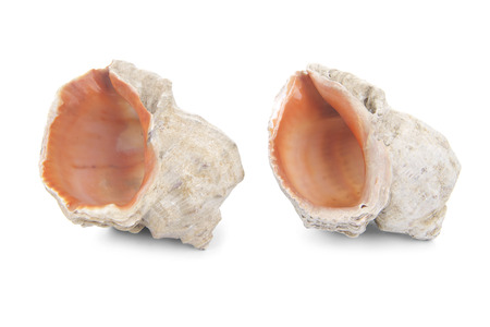Sea shell isolated on white