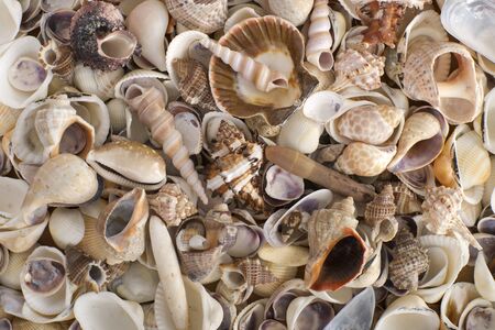 Sea shells