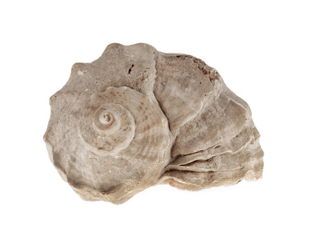 Sea shell isolated on white