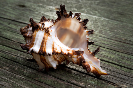 sea shell of sea snail on wooden background