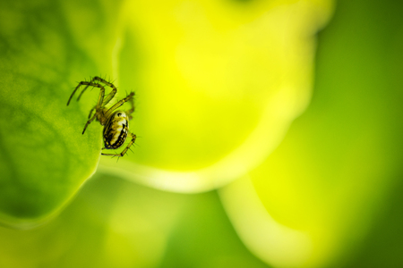 spider on green leaf, selective focusの写真素材