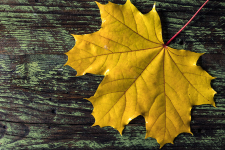 autumn yellow leaf on wooden background