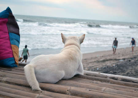 Dog on the beach
