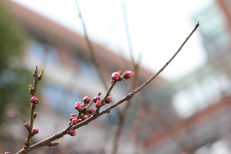 spring sceneryの写真素材