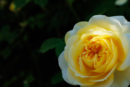 Yellow rose in the garden with copy space for text or design.