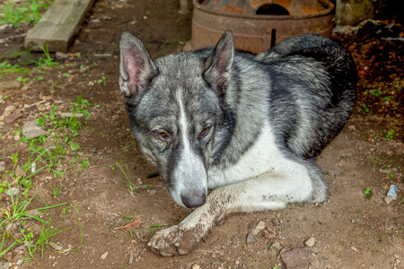faithful dog foresterの写真素材