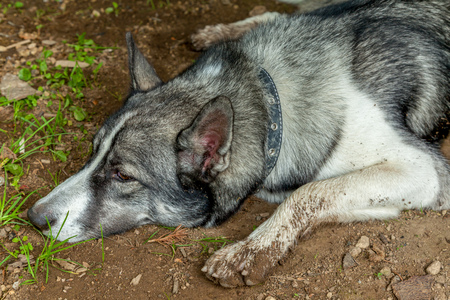 faithful dog foresterの写真素材