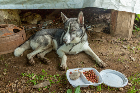faithful dog foresterの写真素材