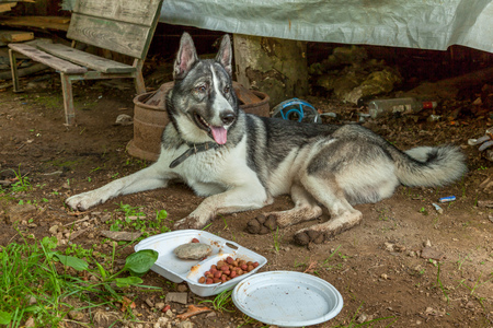 faithful dog foresterの写真素材