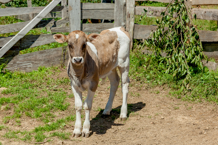 calf local foresterの写真素材