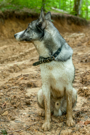 faithful dog foresterの写真素材