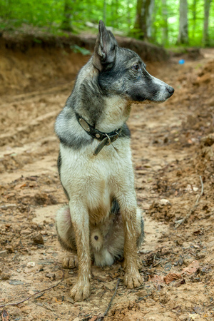 faithful dog foresterの写真素材