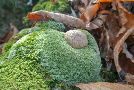 unusual mushroom in forestの写真素材