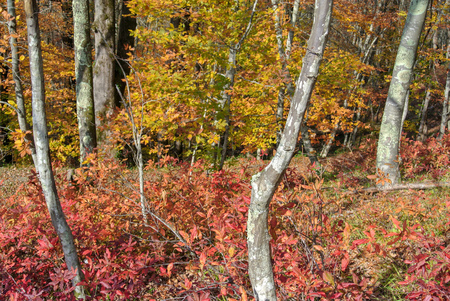 colors of autumnの写真素材