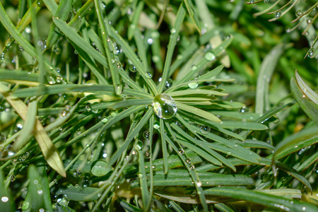 dew in macroの写真素材