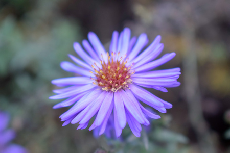 macro flowersの写真素材
