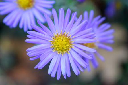 macro flowersの写真素材