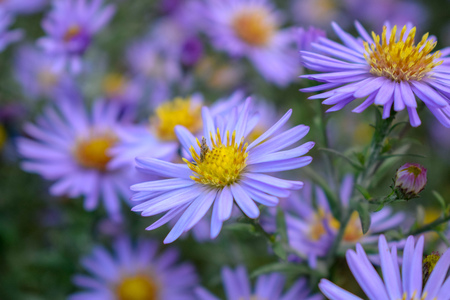 macro flowersの写真素材