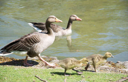 Geese family in munichの写真素材