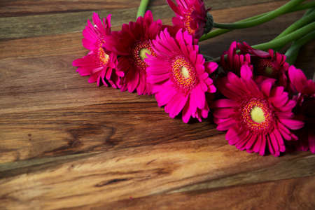 Gerbera flowerの写真素材