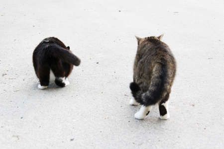two playful cats outsideの写真素材