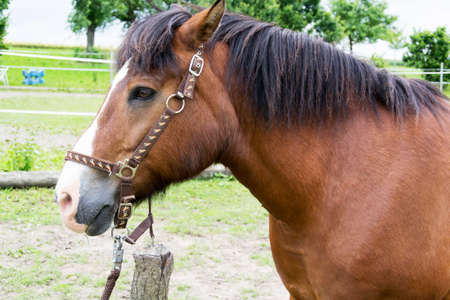 a brown horseの写真素材