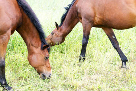 photo of horsesの写真素材