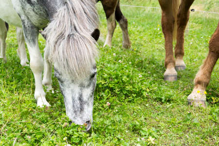 photo of horsesの写真素材