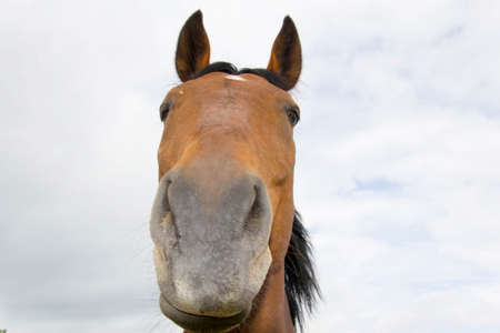 photo of a horseの写真素材