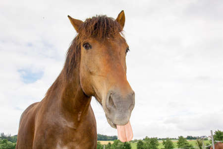 photo of a horseの写真素材