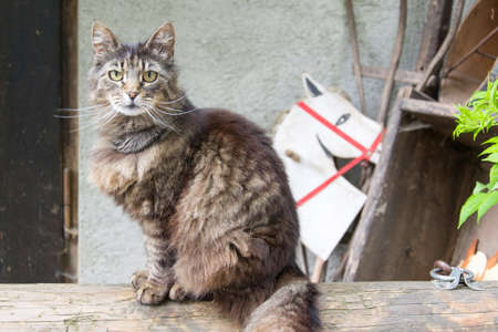 photo of a catの写真素材