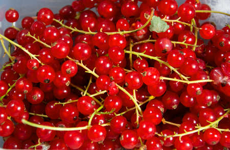 some red currants