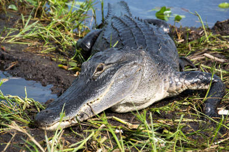 Alligatorin the Everglades Floridaの写真素材