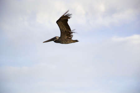 Pelican in Florida