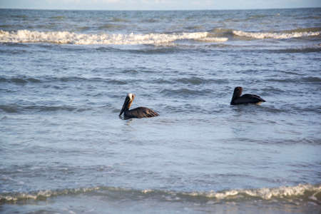 Pelican in Floridaの写真素材