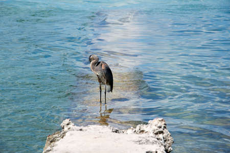 water birdの写真素材