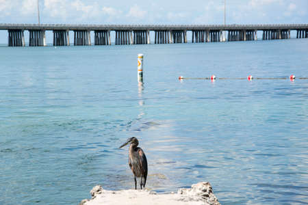 water birdの写真素材
