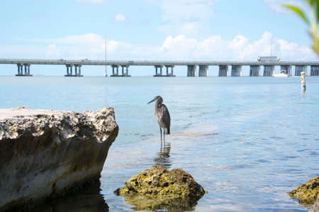 water birdの写真素材