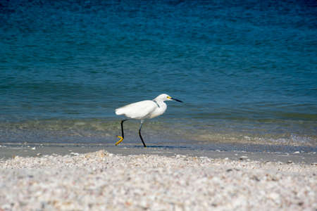 Snowy Egretの写真素材