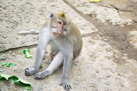 Monkey Forest Ubud Bali Indonesia