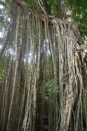 Monkey Forest Ubud Bali Indonesia