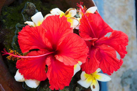 Red hibiscus flowerの写真素材