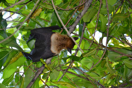 flying foxの写真素材