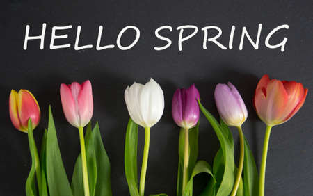 Spring background with tulipsの写真素材